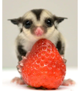 Sugar Glider