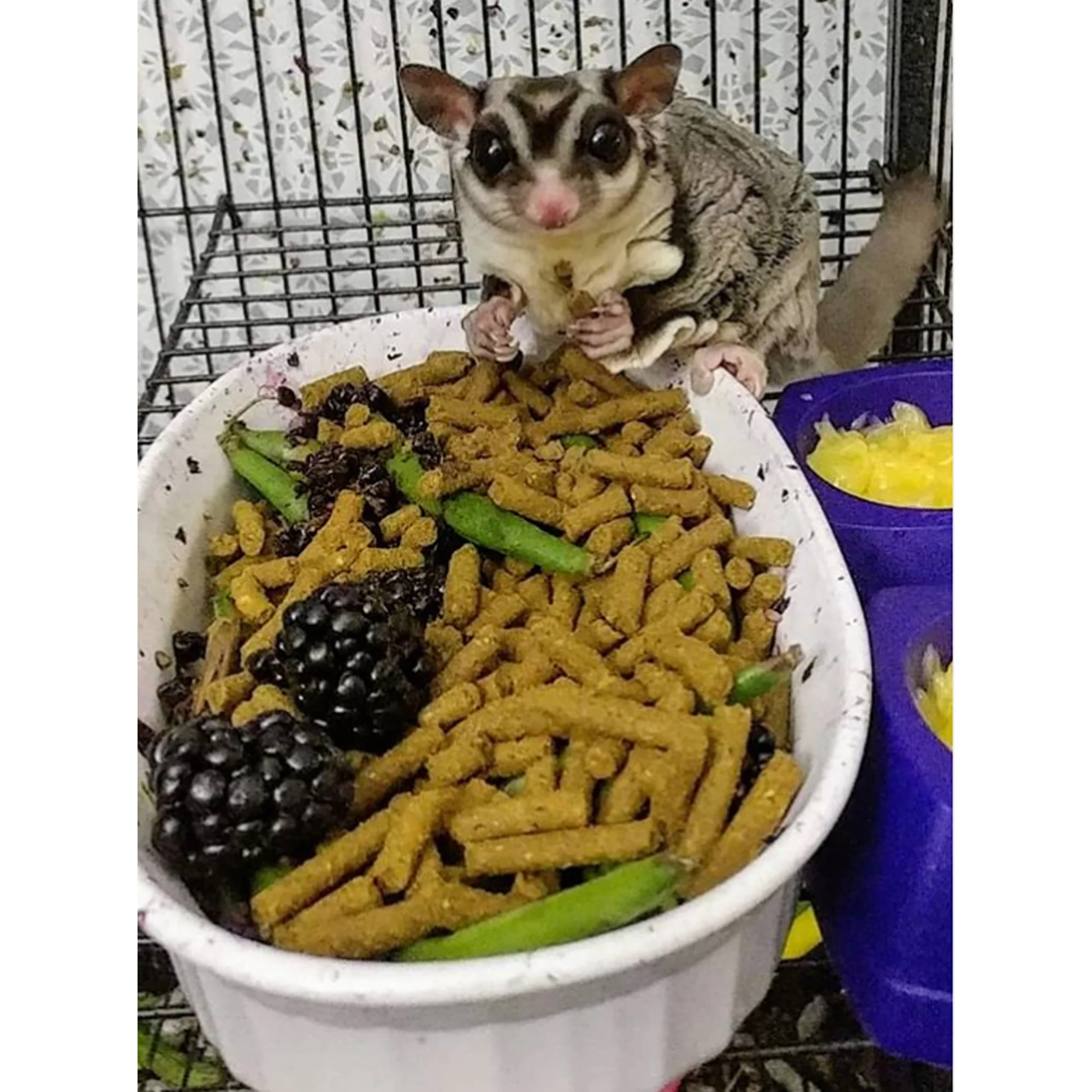 Dieta Premium Insectívora para Sugar Glider & Erizos - Image 6