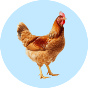 Productos para gallinas
