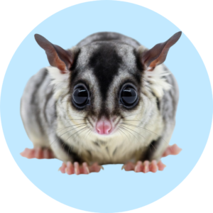Productos para Sugar Gliders