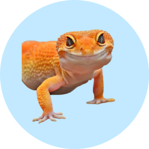 Productos para geckos y reptiles