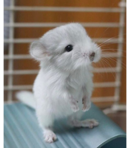 Chinchilla