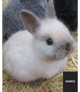 Conejo