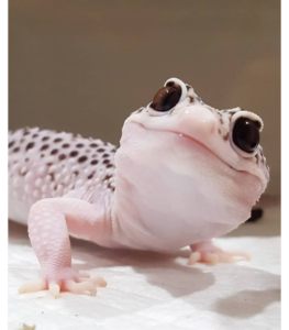 Gecko