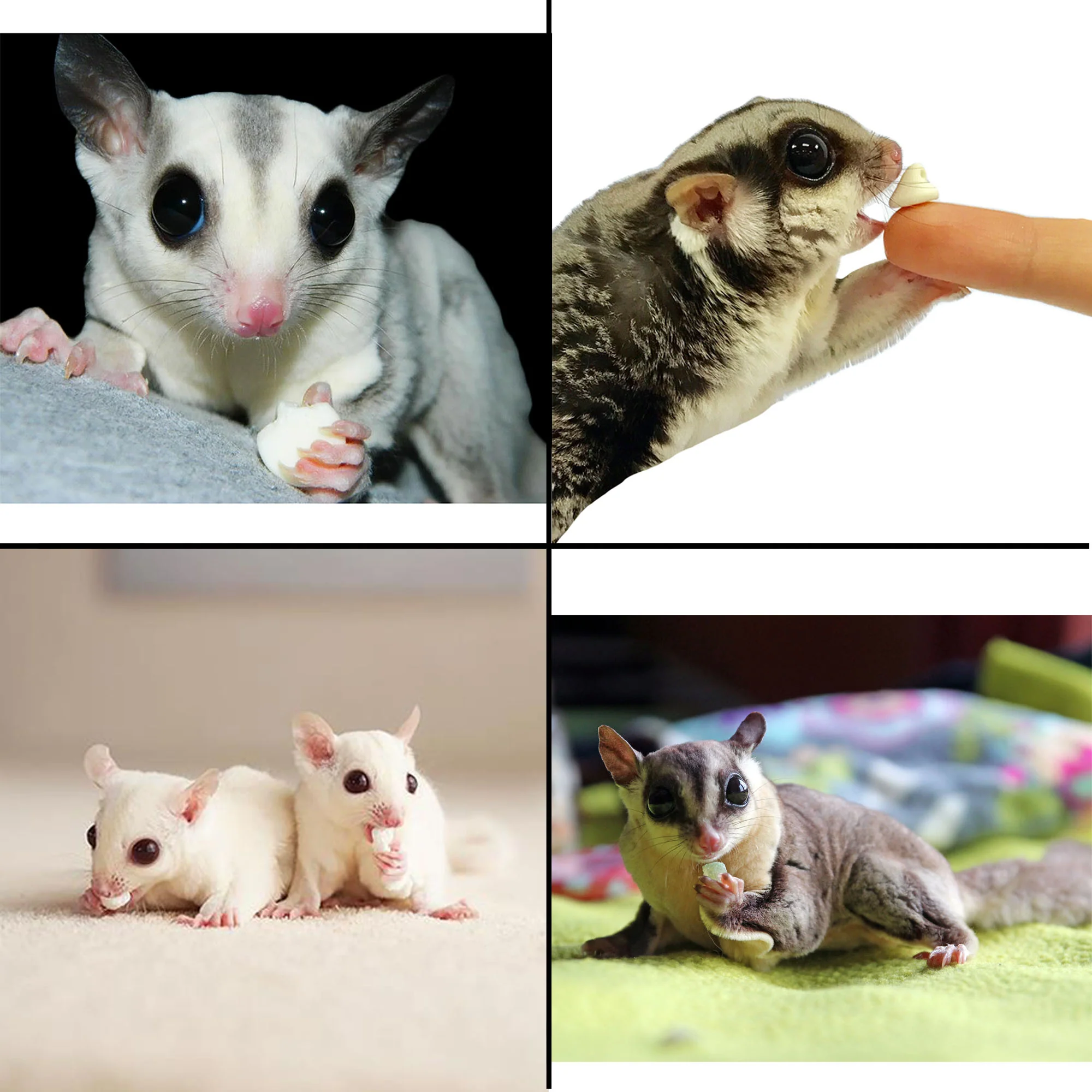 Yogu Drops ExoPets - Image 6